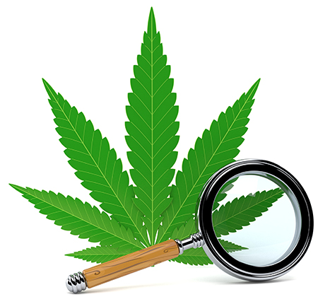 magnifying glass with marijuana leaf