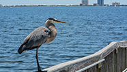 Image for Santa Rosa County